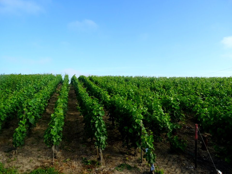 Rangs de vigne, Sacy, Marne 