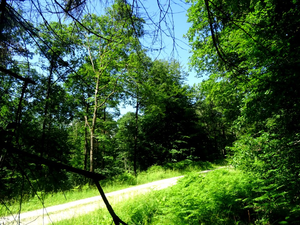 Forêt Domaniale de Verzy, Verzy, Marne 