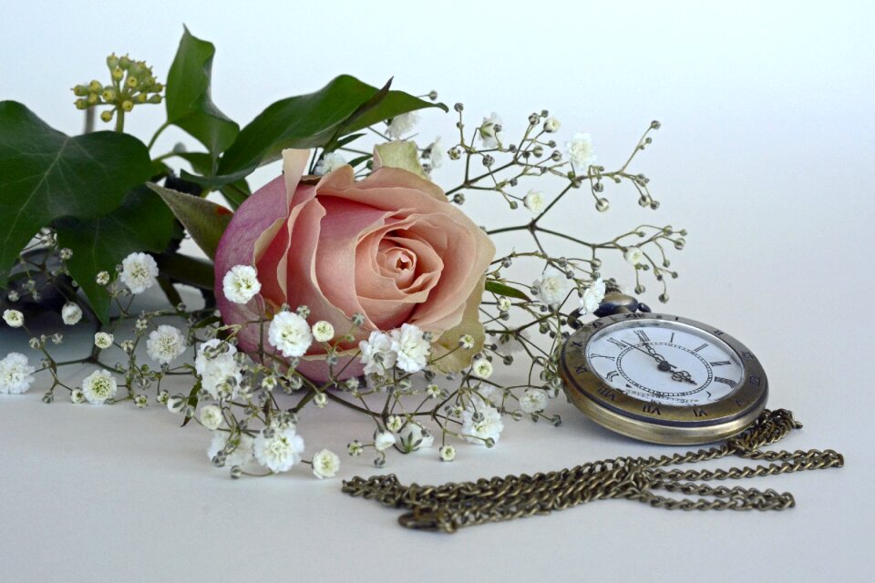 Flower rose bloom gypsophila