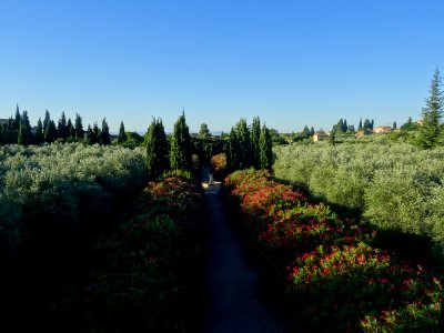 Jardins, lauriers roses et oliviers, Aups, Var 