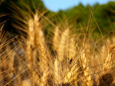 Cereal durum wheat field photo