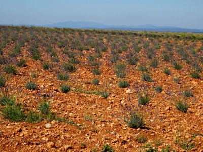 Champ de lavande, Plateau de Valensole, après Moustiers-Sa… 