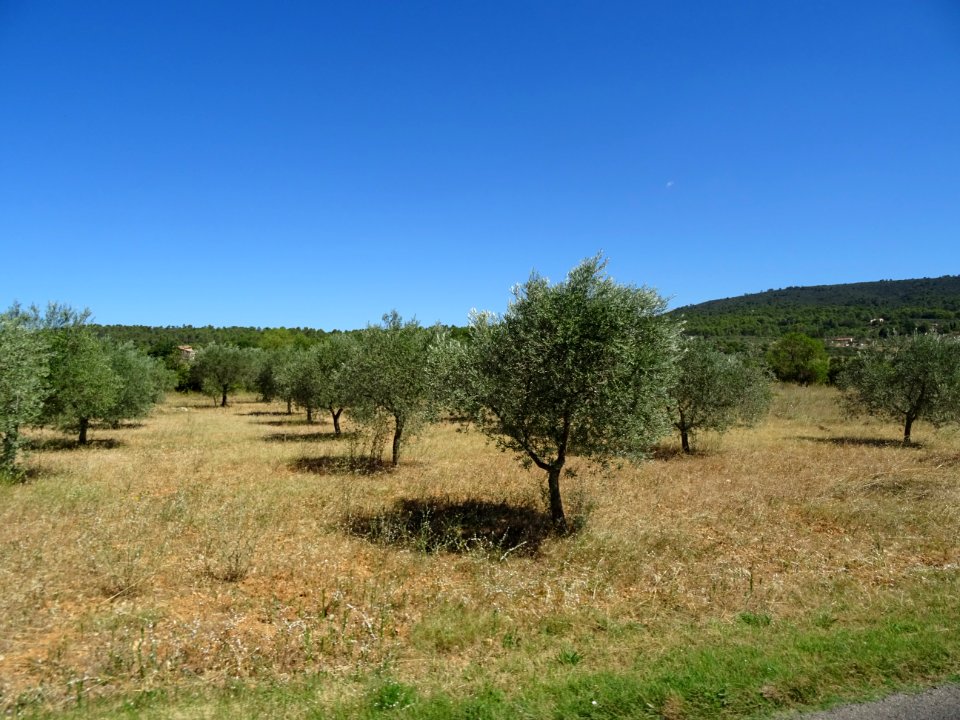 Oliveraie, depuis la route D554 entre Varages et Tavernes,… 