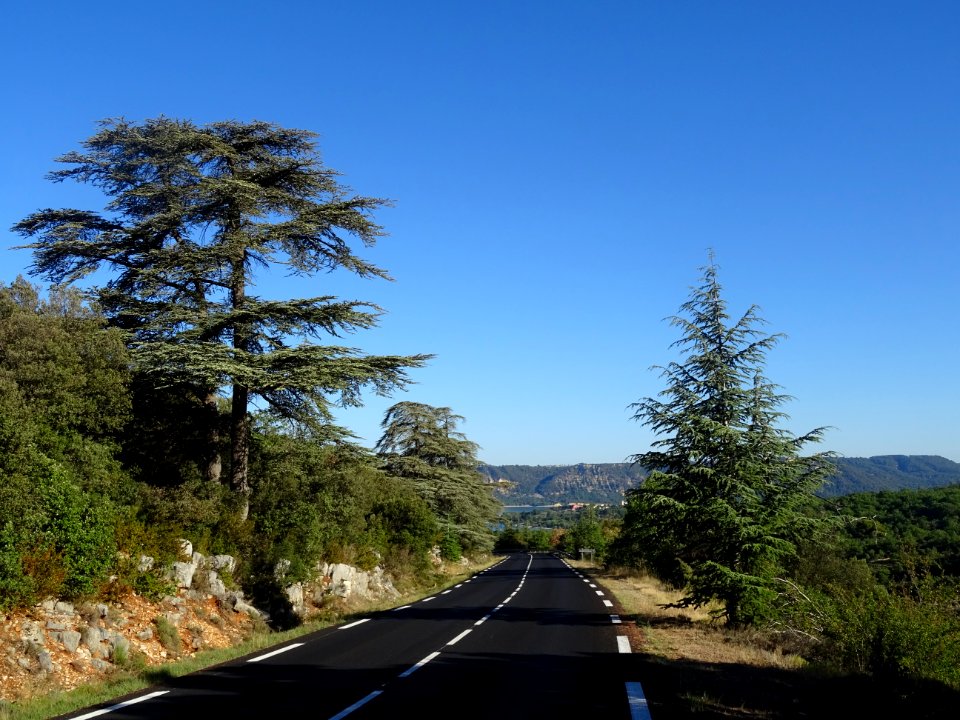 Cèdres et route en descente vers le lac de Ste-Croix, Var 