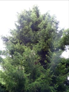 Epicéa d'Orient ou Sapinette du Caucase, Picea orientalis,… 
