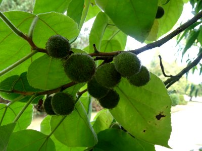 Murier à papier, Broussonetia papyrifera, Moracées, Arbore… 
