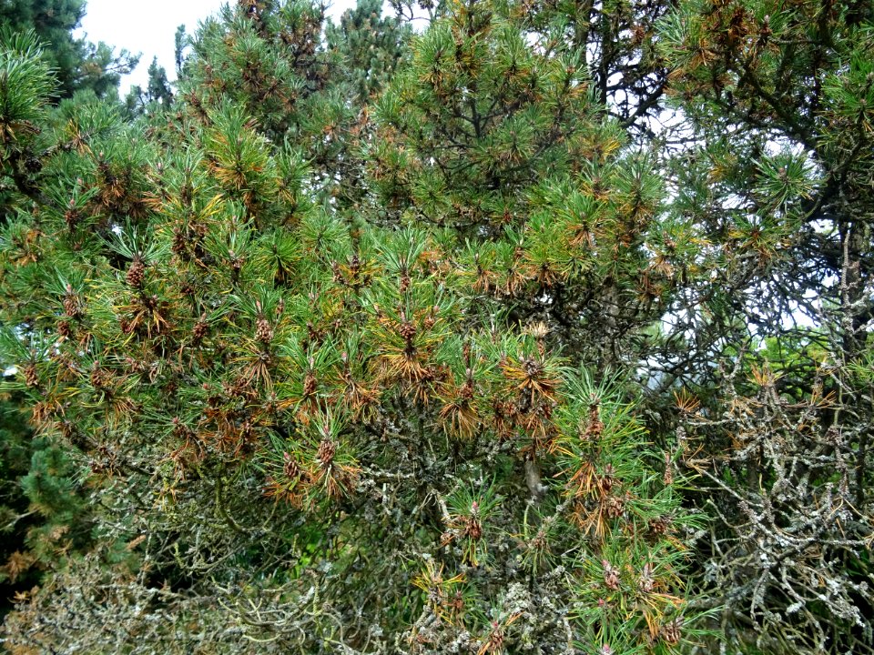 Pin de montagnes, Pinus mugo ssp pumilio, Pinacées, Arbore… 