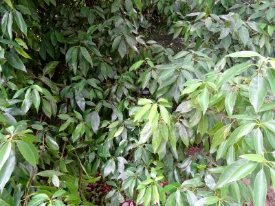 Chêne glauque ou Chêne bleu du Japon, Quercus glauca, Faga… 