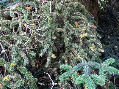 Sapin de Numidie ou Sapin d'Algérie, Abies numidica, Pinac… 