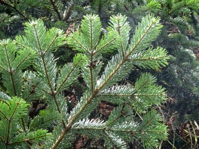 Sapin de Turquie, Abies bornmuelleriana, Pinacées, Arboret… 