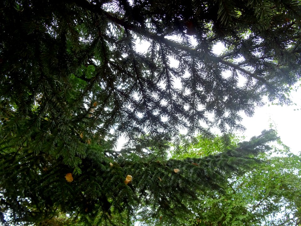 Sapin de Turquie, Abies bornmuelleriana, Pinacées, Arboret… 