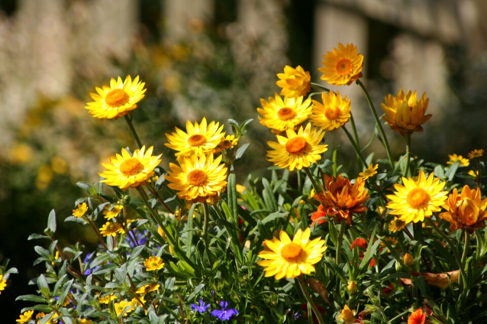 Flowers spring atmosphere
