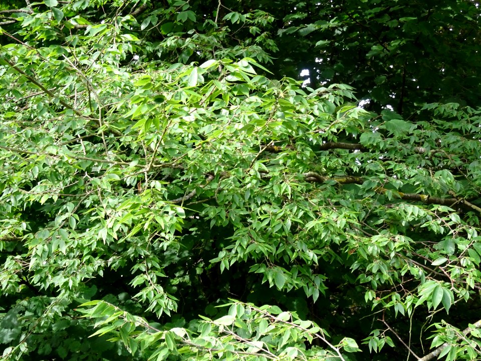 Zelkova du Japon ou Orme du Japon, Zelkova serrata, Ulmacé… 