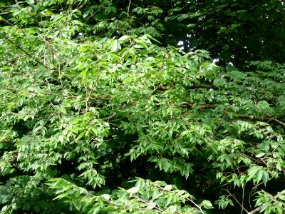 Zelkova du Japon ou Orme du Japon, Zelkova serrata, Ulmacé… 