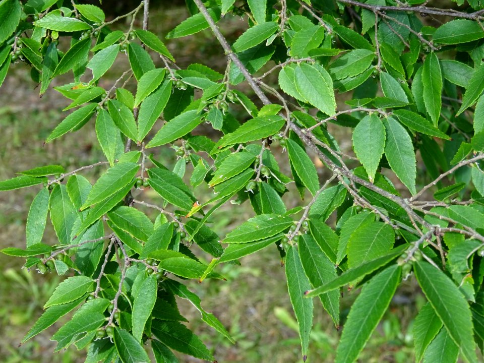 Zelkova du Japon ou Orme du Japon, Zelkova serrata, Ulmacé… 