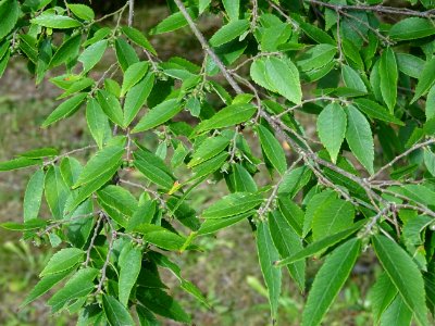 Zelkova du Japon ou Orme du Japon, Zelkova serrata, Ulmacé… 