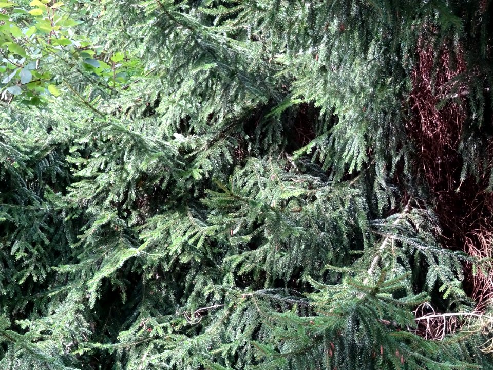 Epicéa d'Orient ou Sapinette du Caucase, Picea orientalis,… 
