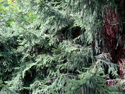 Epicéa d'Orient ou Sapinette du Caucase, Picea orientalis,… 