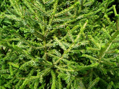 Epicéa pourpre, Picea purpurea, Pinacées, Arboretum de Chè… 