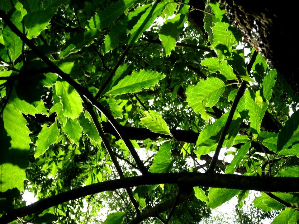 Chêne du Japon à feuilles de châtaignier, Quercus acutissi… 