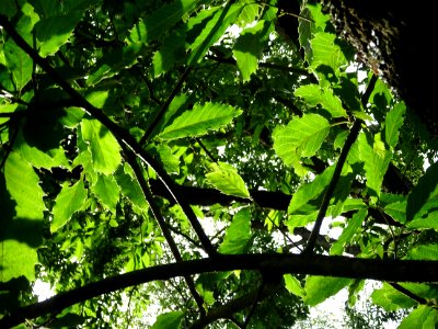 Chêne du Japon à feuilles de châtaignier, Quercus acutissi… 
