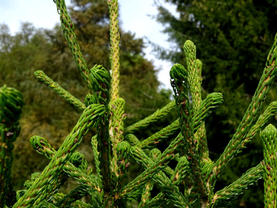 Epicéa pourpre, Picea purpurea, Pinacées, Arboretum de Chè… 
