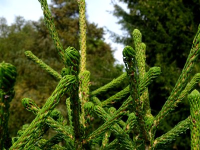Epicéa pourpre, Picea purpurea, Pinacées, Arboretum de Chè… 