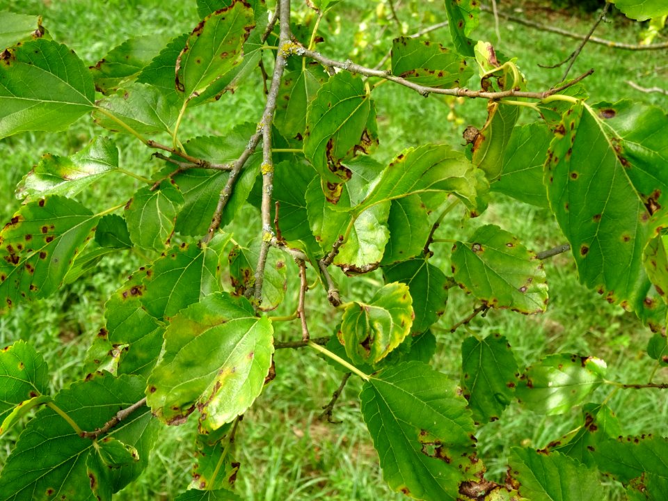 Murier blanc, Morus alba, Moracées, Arboretum de Chèvrelou… 