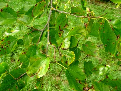 Murier blanc, Morus alba, Moracées, Arboretum de Chèvrelou… 
