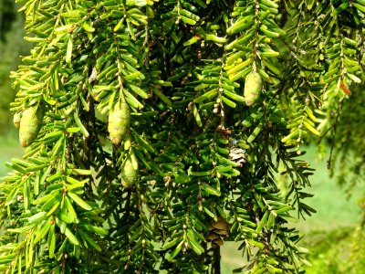 Cônes verts du Pruche de Chine, Tsuga chinensis, Pinacées,… 