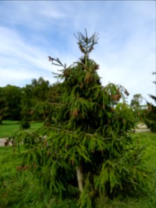 Epicéa de Chine ou Epicéa de Sargent, Picea brachytyla, Pi… 
