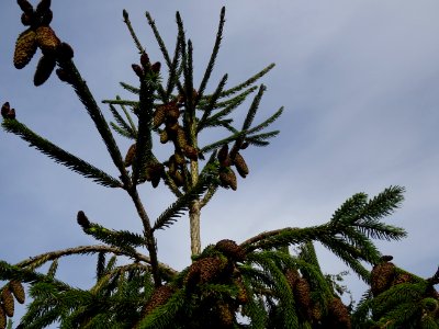 Cônes de l' Epicéa de Chine ou Epicéa de Sargent, Picea br… 