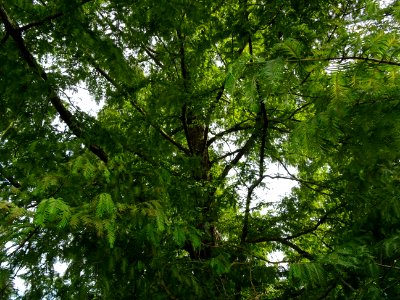 Métaséquoia du Sechuan, Metasequoia glyptostroboides, Taxo… 