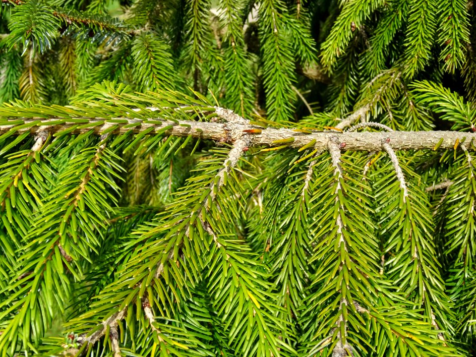 Epicéa de Chine ou Epicéa de Sargent, Picea brachytyla, Pi… 