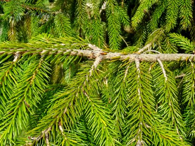 Epicéa de Chine ou Epicéa de Sargent, Picea brachytyla, Pi… 