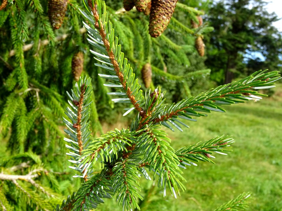 Epicéa de Chine ou Epicéa de Sargent, Picea brachytyla, Pi… 