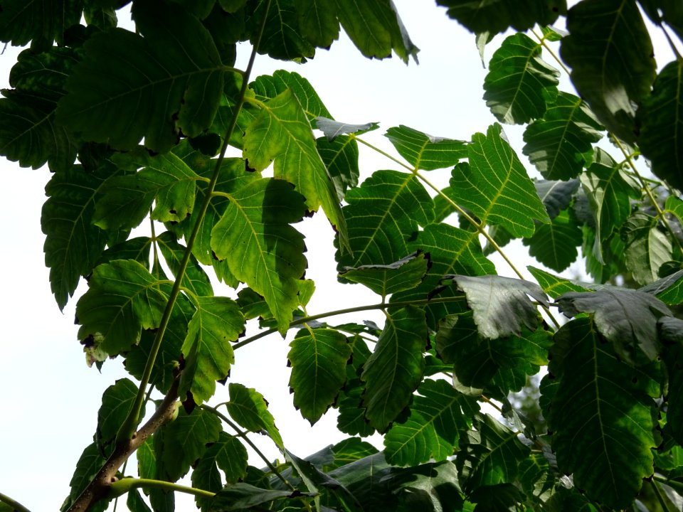 Savonnier de Chine, Koelreuteria integrifolia, Sapindacées… 