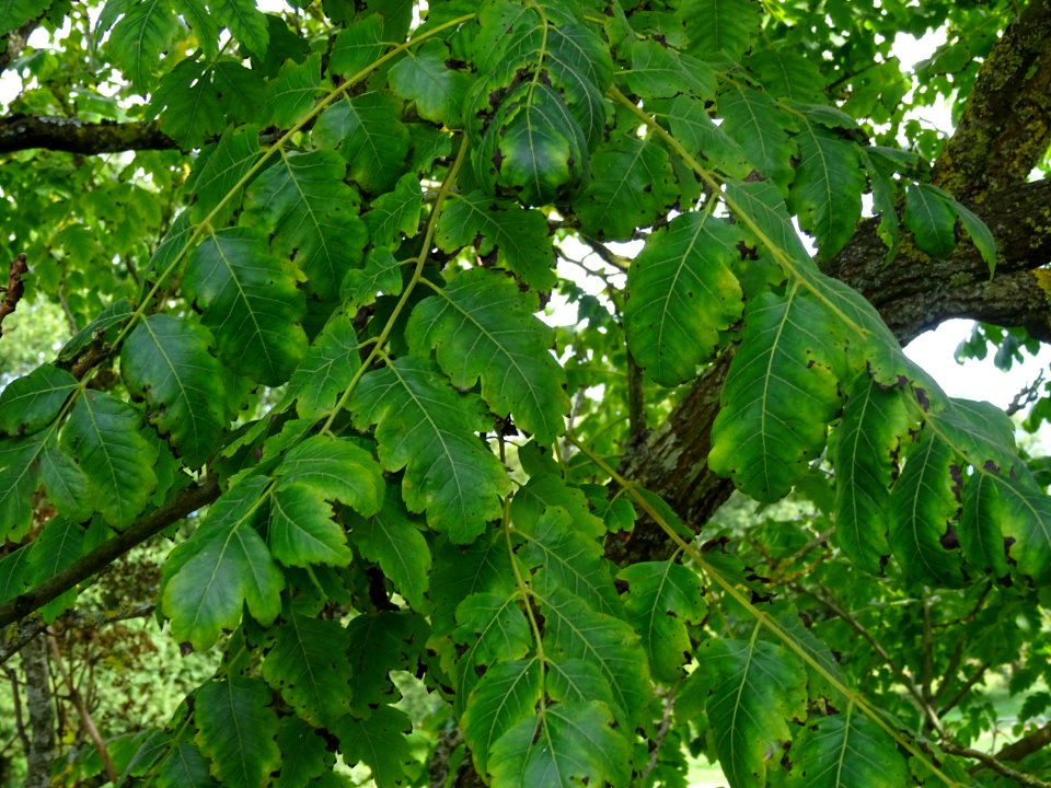 Savonnier de Chine, Koelreuteria integrifolia, Sapindacées… 
