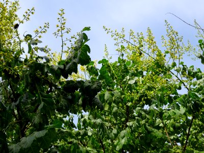 Savonnier de Chine, Koelreuteria integrifolia, Sapindacées… 