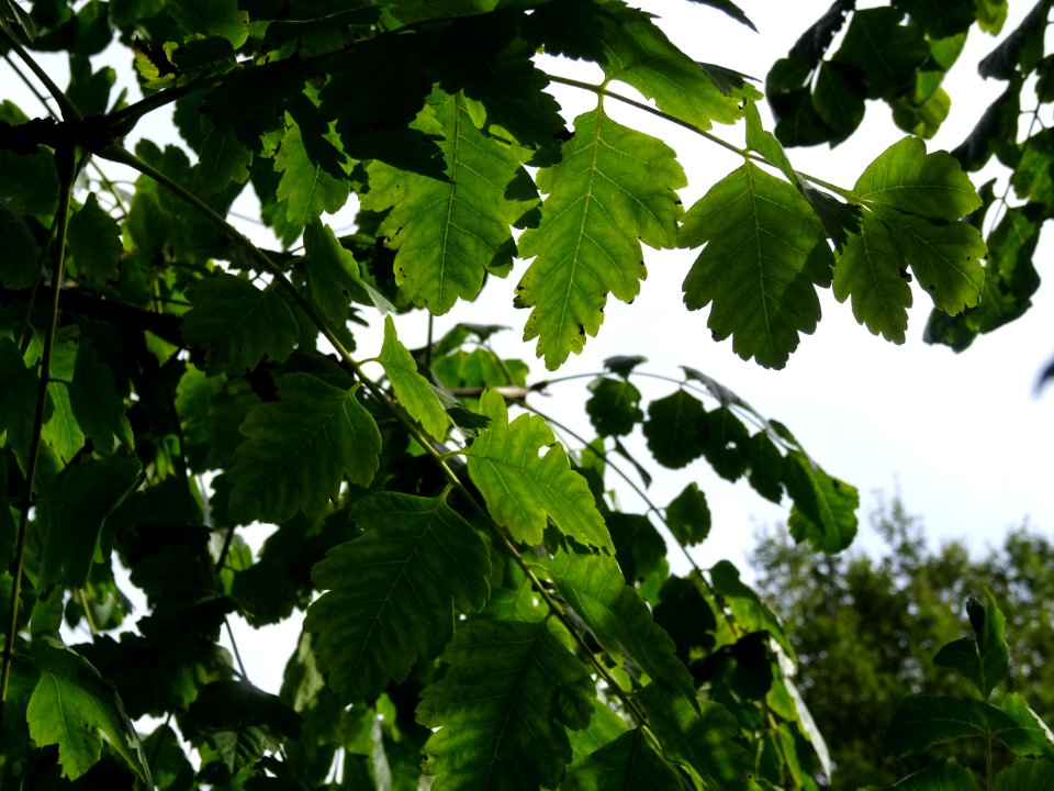 Savonnier de Chine, Koelreuteria integrifolia, Sapindacées… 