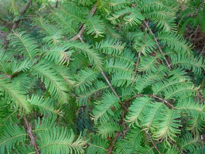 Métaséquoia du Sechuan, Metasequoia glyptostroboides, Taxo… 