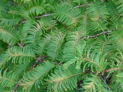 Métaséquoia du Sechuan, Metasequoia glyptostroboides, Taxo… 