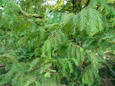 Métaséquoia du Sechuan, Metasequoia glyptostroboides, Taxo… 