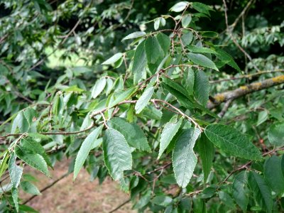 Zelkova du Japon ou Orme du Japon, Zelkova serrata, Ulmacé… 