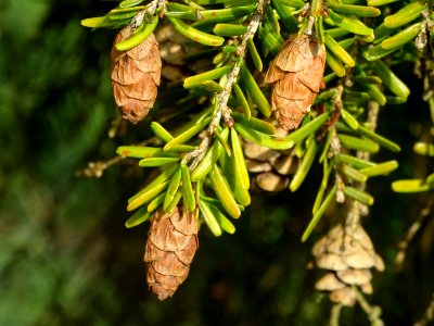 Cônes secs du Pruche de Chine, Tsuga chinensis, Pinacées, … 