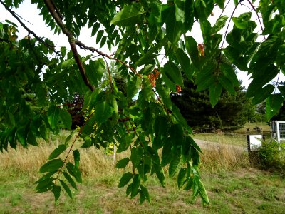 Ailante glanduleux, Ailanthus glandulosa, Simaroubacées, A… 