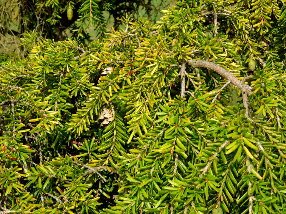 Pruche de Chine, Tsuga chinensis, Pinacées, Arboretum de C… 