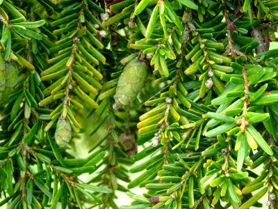 Pruche de Chine, Tsuga chinensis, Pinacées, Arboretum de C… 