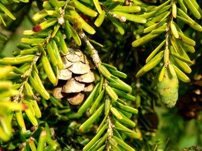 Cône sec et cône vert du Pruche de Chine, Tsuga chinensis,… 