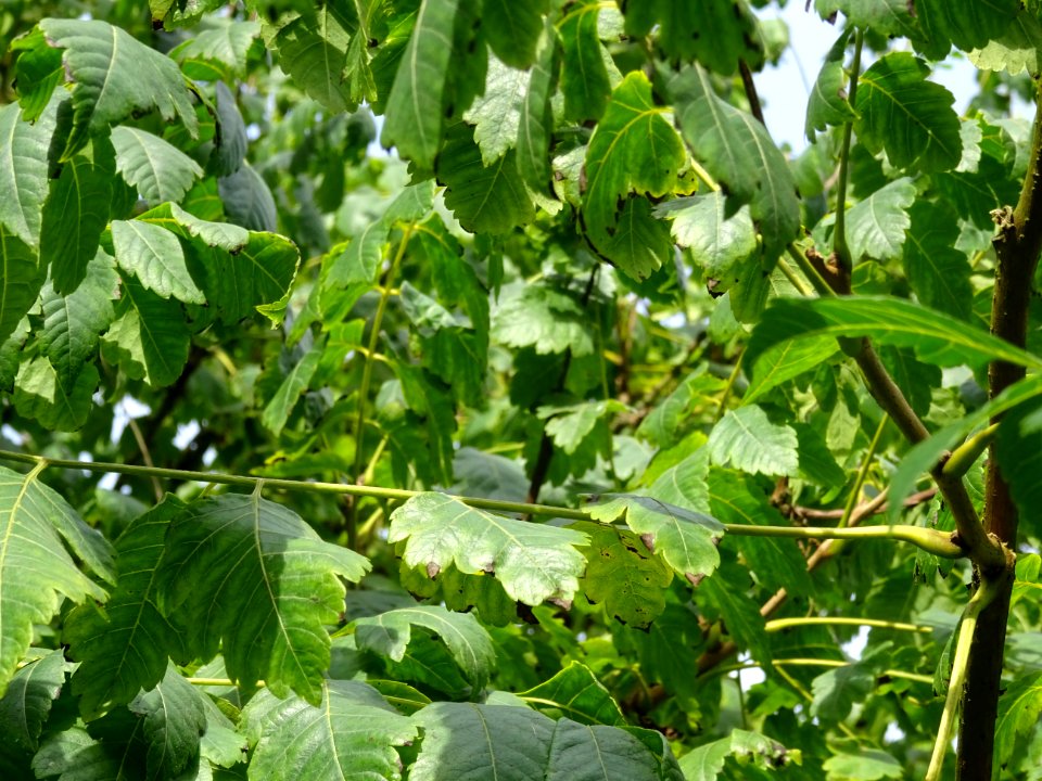 Savonnier de Chine, Koelreuteria integrifolia, Sapindacées… 